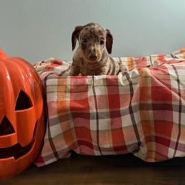Chestnut (Finn) - Dapple male Dachshund puppy in Live Oak, Florida from Johnson’s Weiner Farm