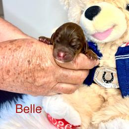 Belle - Chocolate female Australian Labradoodle puppy in Ponchatoula, Louisiana from Cajun Land Doodles
