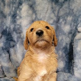 Girl 4 pink - Apricot female Goldendoodle puppy in Blountsville, Alabama from Southern Charm Goldendoodles