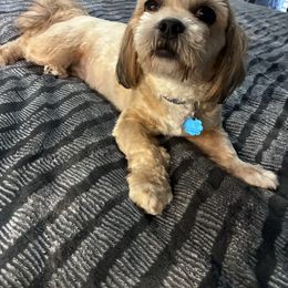 Companion Cross puppies from The Ruff Life Tribe