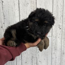 Trixie white - Black and red female German Shepherd puppy in Herrick, South Dakota from Dakota Shepherds Kennels