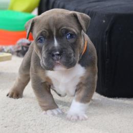 Eli - Blue male American Bully puppy in Easton, Maryland from Night Court Bullies