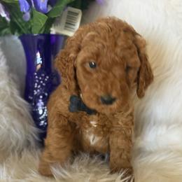 Black collar Charlie Brown - Apricot male Goldendoodle puppy in Fontana, California from Grammy's Puppy Love doodles and poodles
