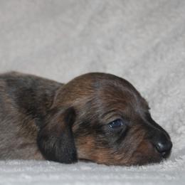 2500 AKC Shaded Red Boy - Red male Dachshund puppy in Arcadia, Florida from JB Dachshunds