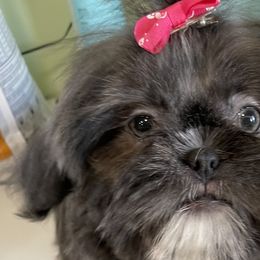 Shih Tzus from Pumpkin Patch Pups