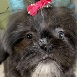 Shih Tzus from Pumpkin Patch Pups