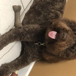 Nova  - Goldendoodle