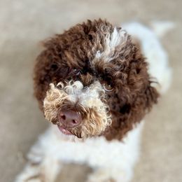 Hershey - Goldendoodle