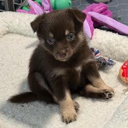 Twix - Black and white female Pomsky puppy in Avoca, Michigan from Repurposed Paradise Farm