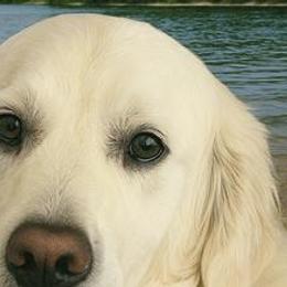 Minda - Golden Retriever