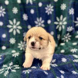 Buddy - Fawn male Pembroke Welsh Corgi puppy in Urbana, Ohio from Edgewood Farm and Kennel