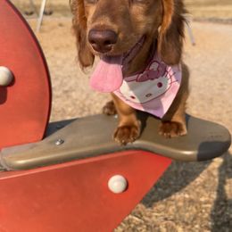 Dachshund Puppies from Aster Creek Kennel
