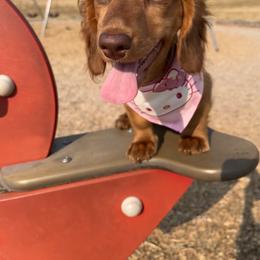 Dachshund Puppies from Aster Creek Kennel