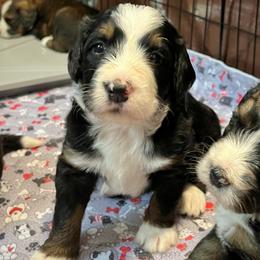 Stars - Tri-color female Bernedoodle puppy in Kansas City, Missouri from Beary GoldenDoodles