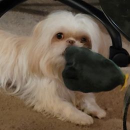 Angel - Shih Tzu