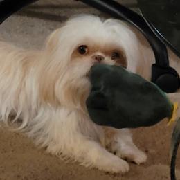 Angel - Shih Tzu