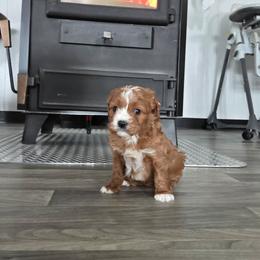 Cupid - Red male Cavapoo puppy in Hudson, Michigan from Peaceful Pines LLC