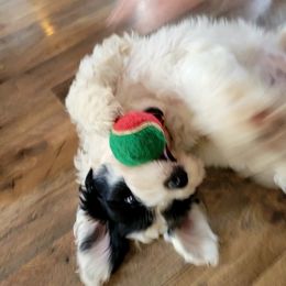 Portuguese Water Dog Puppies from Autumn Branch Farm Portuguese Water Dogs