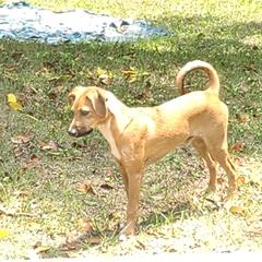 Boy 1 - Black white and tan Xoloitzcuintli puppy in Georgia from Faulkner Pups