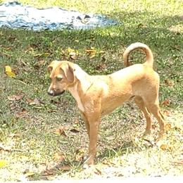 Boy 1 - Black white and tan Xoloitzcuintli puppy in Georgia from Faulkner Pups