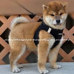 Azira - Red female Shiba Inu puppy in Tualatin, Oregon from Shiba Paradise