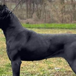 Cane Corso from Hub City Kennel