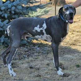 Great Dane puppies from Red Cloud Australian Shepherds and DeGray Great Danes & Bulldogs