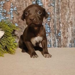 Girl 2 - Liver female German Shorthaired Pointer puppy in Laporte, Minnesota from Northern Odyssey Gun Dogs