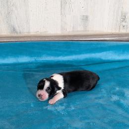 Solo - Black tri male Miniature Australian Shepherd puppy in Lufkin, Texas from Texas Lil Cowdogs