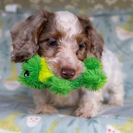 Pine - Dapple male Dachshund puppy in Maynardville, Tennessee from Grecian Kennel