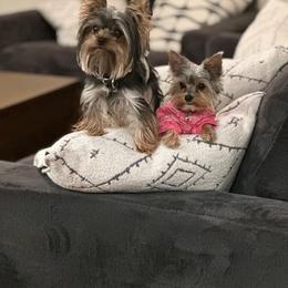 Yorkshire Terrier puppies from North Idaho Yorkies