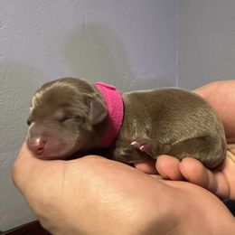 Dachshund Puppies from Justyne Lazalde