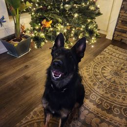 Piper - German Shepherd