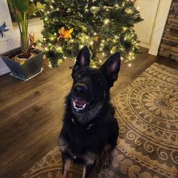 Piper - German Shepherd