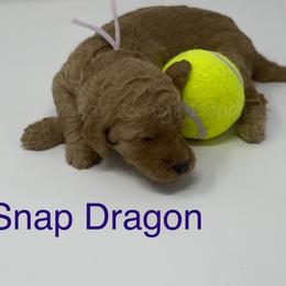 Goldendoodle Puppies from Bear Ridge Doodles