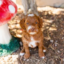 Girl 1 - Goldendoodle puppy in Riverton, Utah from Utah Doodlebug