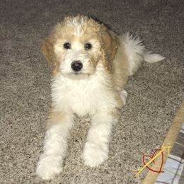 Bernedoodle and Sheepadoodle Puppies from Penny Harris