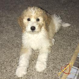 Bernedoodle and Sheepadoodle Puppies from Penny Harris