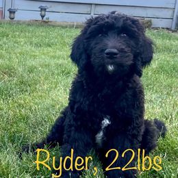 Bernedoodle and Goldendoodle All Grown Up from A.N.A. Doodles