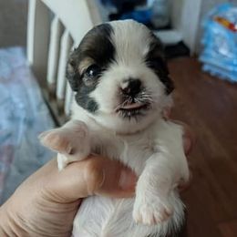 Chihuahuas, Companion Crosses, and Shih Tzus from Dilka's Puppies