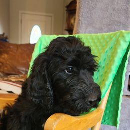 Little Girl aka Lil sis - Black Australian Labradoodle puppy in Molalla, Oregon from TBM Farms