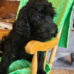 Little Girl aka Lil sis - Black Australian Labradoodle puppy in Molalla, Oregon from TBM Farms