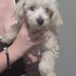 Hampton - Cream male Maltipoo puppy in Everett, Washington from Meadows Ranch