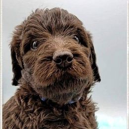 Labradoodle Puppies from Kneesbutte Doodles
