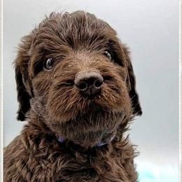 Labradoodle Puppies from Kneesbutte Doodles