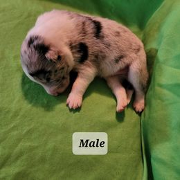 Border Collie Puppies from Blue Cypress Stock dogs