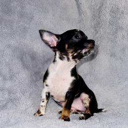 Tiny Artemis (Applehead) - Merle female Chihuahua puppy in Helena, Alabama from HaloHavenChihuahuas
