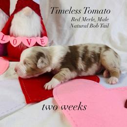 Australian Shepherd Puppies from Sunshine Shepherds