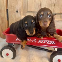 Reina - Chocolate and tan female Dachshund puppy in Bennett, North Carolina from Cherished Dachshunds