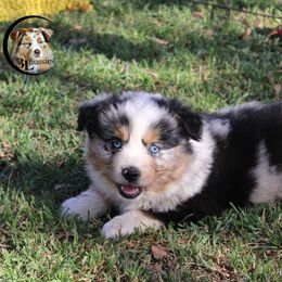 Aussiedoodle, Australian Shepherd, Miniature Australian Shepherd, and Toy Australian Shepherd Puppies from 3Laussies